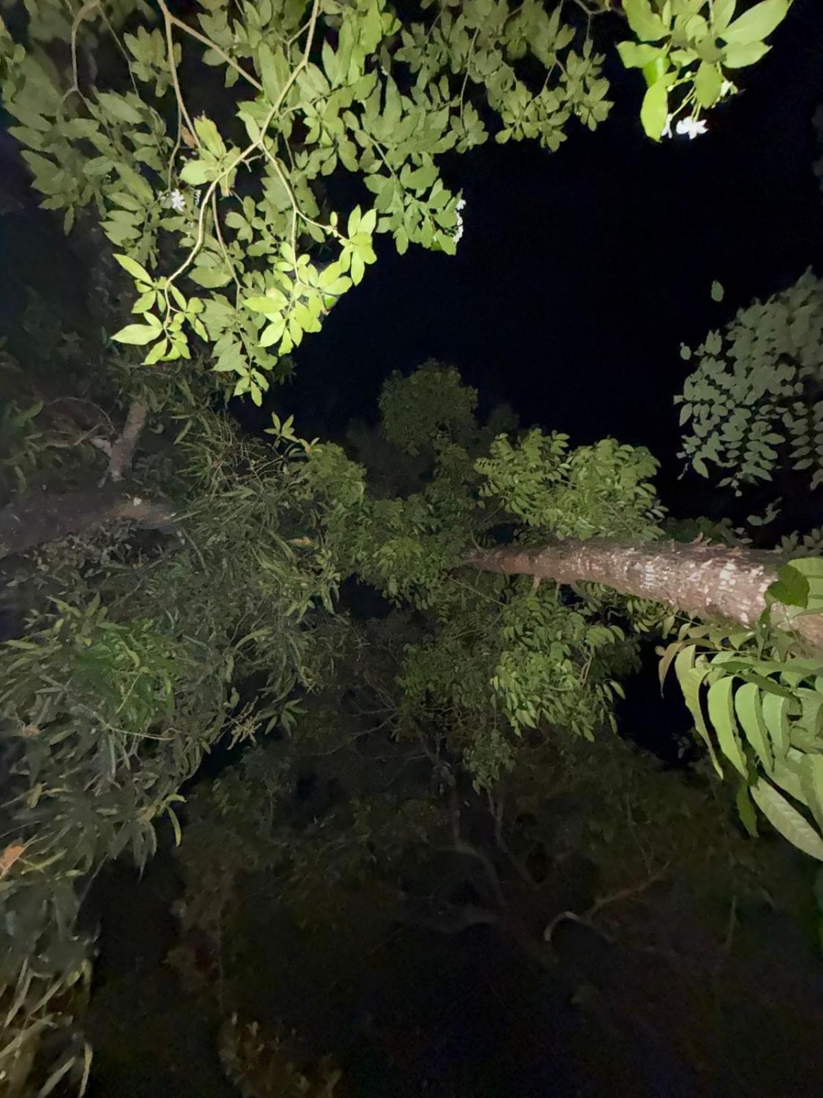 Marari Adonis Beach Villa Mararikulam Dış mekan fotoğraf